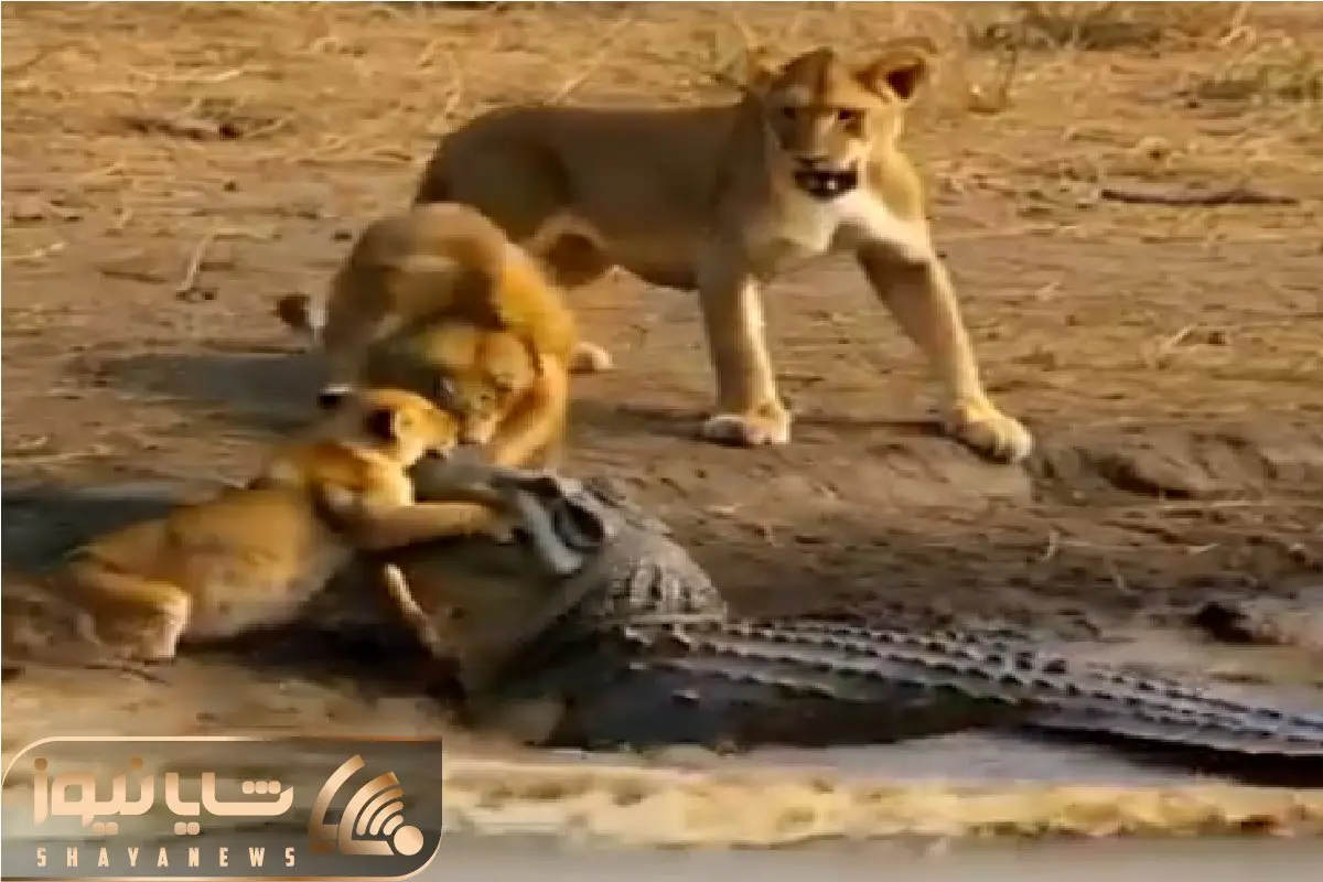 حیات وحش بی رحم / یورش تمساح آز به فرزند خانواده شیر پایانش شد