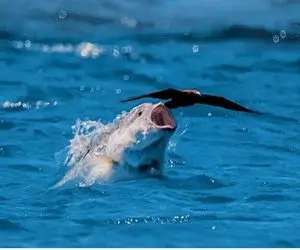 از جذابیت‌های حیات وحش؛ مرغ دریایی آفتاب گرفته که یه ماهی گوشتخوار سر میرسه و میبلعتش