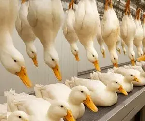 فرآوری اردک؛ اردک که تپلی کردن گردنشو میزنن پرش بشه بالش گوشتش بشه طعام