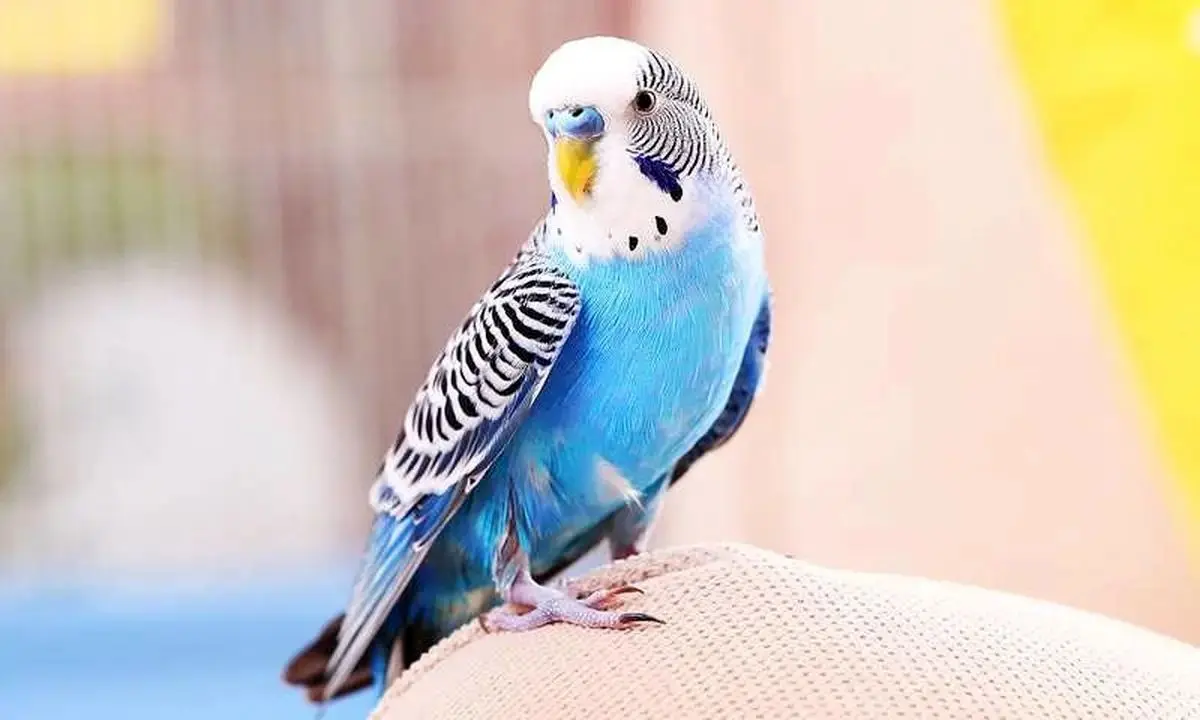 مرغ عشق3