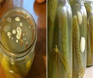 چیکار کنیم خیارشور کپک نزنه؟/  رازهایی که هیچکس نمیگه تا واسه مدت ها خیارشو خراب نشه