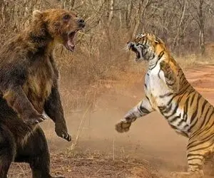 مستند حیات وحش؛ خرس و ببر مثل کشتی گیرای سنگین وزن وسط جنگل باهم سرشاخ شدن