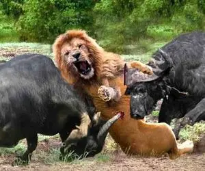 از جذابیت های حیات وحش؛ بوفالو وحشی یه کاری کرد که شیر از ترس به خودش میلرزه