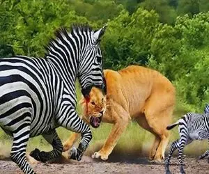 جذابیت حیات وحش / خر راه راه برای حراست از فرزند کله شیر شریر کرد دهنش