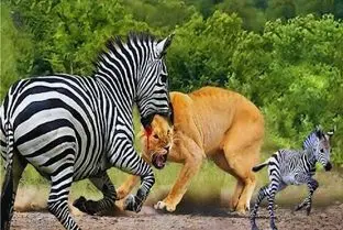 جذابیت حیات وحش / خر راه راه برای حراست از فرزند کله شیر شریر کرد دهنش