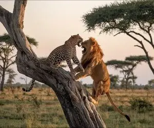 بدایع حیات وحش / دوئل وحشیانه شیر و پلنگ‌ها در درختان و سقوط‌های غیرمنتظره