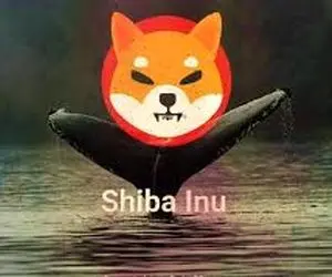 فاش شدن شگرد خارق العاده از نهنگ های شیبا اینو!