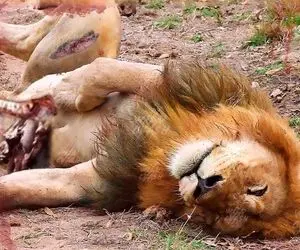 از جذابیت های حیات وحش؛ شیر متبختر هوس شکار فیل می کنه اما عاج تیز نصیبش میشه