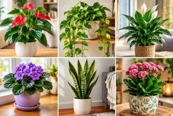 کارهای مهمی که قبل از سرما باید برای گیاهان آپارتمانی انجام داد+میزان کوددهی و آبیاری