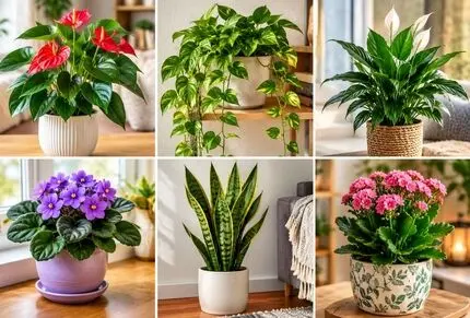 کارهای مهمی که قبل از سرما باید برای گیاهان آپارتمانی انجام داد+میزان کوددهی و آبیاری