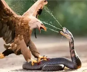 مستند حیات وحش؛ لحظه دلخراشی که مار طعم زهرش را به عقاب چشاند
