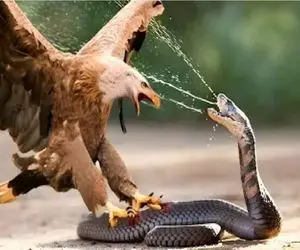 مستند حیات وحش؛ لحظه دلخراشی که مار طعم زهرش را به عقاب چشاند