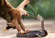 مستند حیات وحش؛ لحظه دلخراشی که مار طعم زهرش را به عقاب چشاند