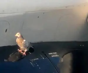 از جذابیت‌های حیات وحش؛ کبوتره نشسته رو بال هواپیما تکون هم نمیخوره باد میبرتش