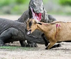 شاهکار حیات وحش؛ کومودوی دد بعد یه مسابقه دوی سرعتی گوسفند بلعید تف کرد دوباره خورد