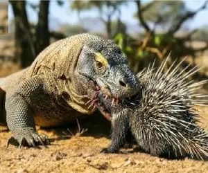 مستند حیات وحش؛ کی میتونه جلوی کومودو رو بگیره وقتی جوجه تیغی با خار میقورته