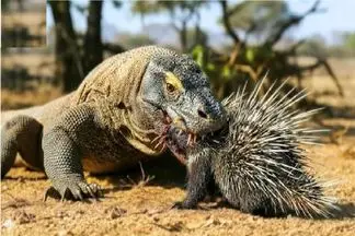 مستند حیات وحش؛ کی میتونه جلوی کومودو رو بگیره وقتی جوجه تیغی با خار میقورته