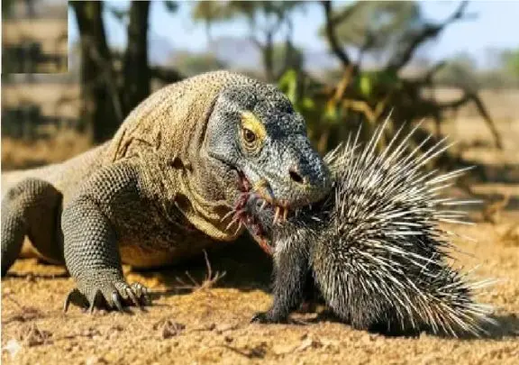 مستند حیات وحش؛ کی میتونه جلوی کومودو رو بگیره وقتی جوجه تیغی با خار میقورته