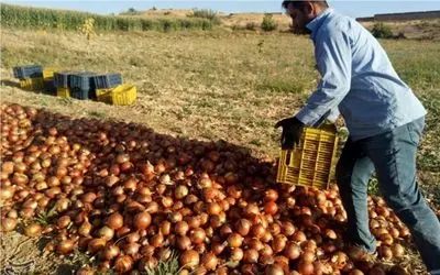 پرداخت ۷۳ درصدی مطالبات کشاورزان