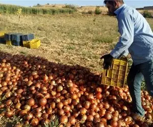 پرداخت ۷۳ درصدی مطالبات کشاورزان
