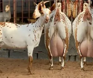 بز باورنکردنی؛ بزبز قندی به قدری شیر داره انگار دوقلو حامله اس