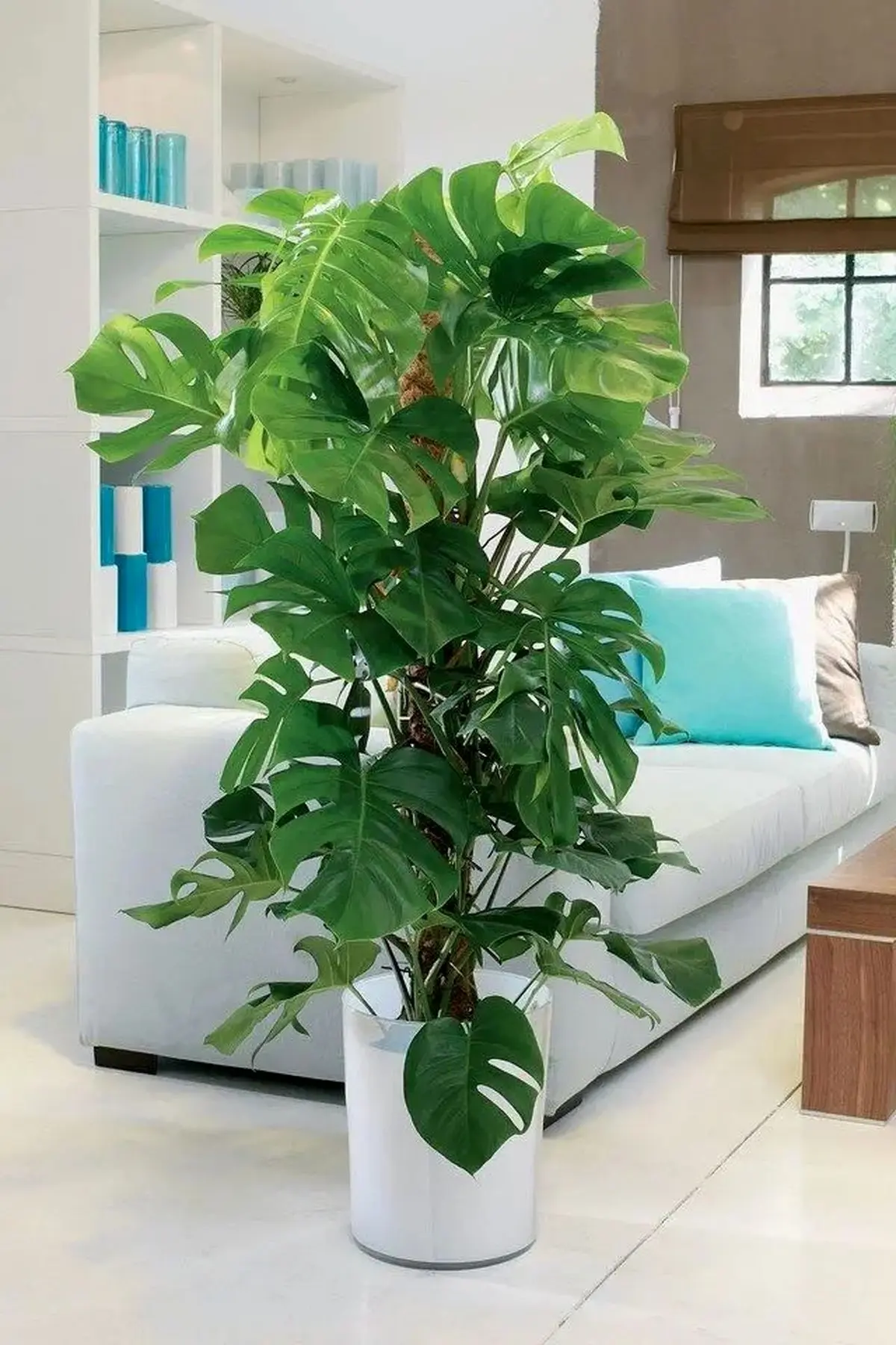 گیاهان آپارتمانی ساده و زیبا