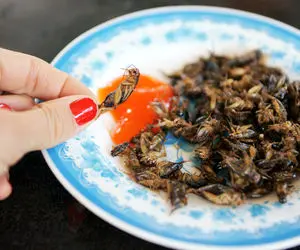 فرآوری جیرجیرک؛ جیرجیرک رو پرورش میدن تا ترد بشه و جای سیب زمینی سرخ کرده بخورن