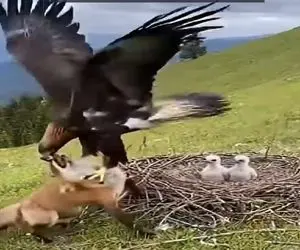 مستند حیات وحش؛ روباه چپ نگاه کرد عقاب چپوندش