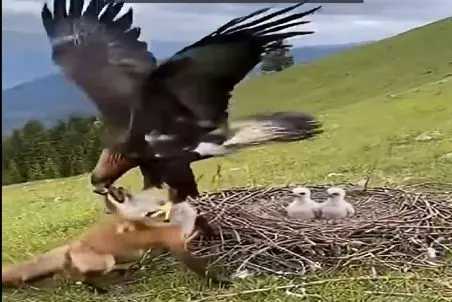 مستند حیات وحش؛ روباه چپ نگاه کرد عقاب چپوندش