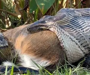 مستند حیات وحش؛ مار پیتون آرام با طمانینه داره گوزنش رو می بلعه