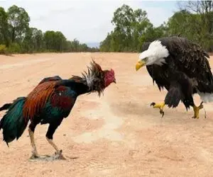 جذابیت حیات وحش / عقاب گستاخ در سودای تجاوز اسیر نوک های خروس ناموس‌پرست شد