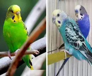 چرا مرغ عشق تخم هایش را از لانه بیرون می اندازد؛ اینا هم به بچه هاشون سرکوفت میزنن!