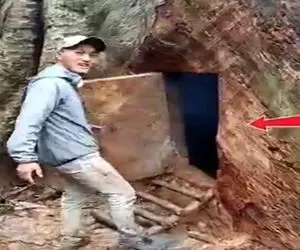 معماری خلاقانه؛ درخت آلیس در سرزمین عجایب رو واقعی روی زمین پیدا کردن توش چه خبره