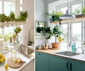 شیک ترین گیاهان برای نگهداری در آشپزخانه / عملکردشون توی فضا شبیه هوده تصفیه کننده ان