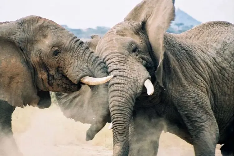 مستند حیات وحش؛ فیلی که الحق خر زوری برازندشه؛ درخت از جا میکنه