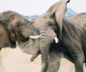 مستند حیات وحش؛ فیلی که الحق خر زوری برازندشه؛ درخت از جا میکنه