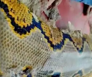 معماری طبیعت؛ پوست اندازی مار غول جثه در واقعیت