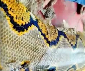 معماری طبیعت؛ پوست اندازی مار غول جثه در واقعیت