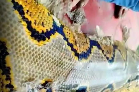 معماری طبیعت؛ پوست اندازی مار غول جثه در واقعیت