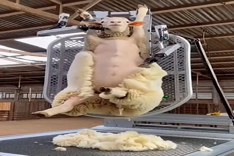 دامپروری نوین؛ چوپان به گوسفنداش حال داده