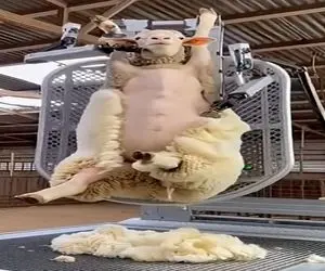 دامپروری نوین؛ چوپان به گوسفنداش حال داده