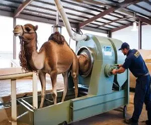 فرآوری شتر؛ بزرگترین دستگاه ذبح مدرن برای داشتن گوشت شکیل