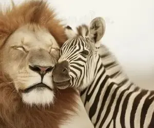جذابیت حیات وحش؛ شیر بچه خر راه راه رو نمیخوره که هیچ به فرزندی میگیره