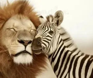 جذابیت حیات وحش؛ شیر بچه خر راه راه رو نمیخوره که هیچ به فرزندی میگیره