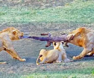 مستند حیات وحش؛ تلاش ۴ شیر برای تکه کردن یک کروکودیل زنده