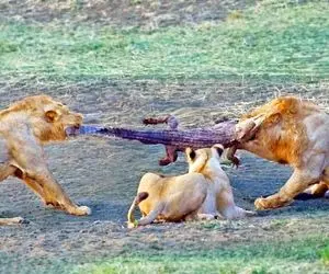 مستند حیات وحش؛ تلاش ۴ شیر برای تکه کردن یک کروکودیل زنده