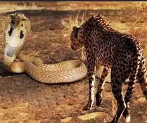 مستند حیات وحش؛ برای مار جثه ملاک نیست هرکی رو بخواد مبیزنه