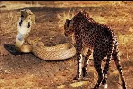 مستند حیات وحش؛ برای مار جثه ملاک نیست هرکی رو بخواد مبیزنه