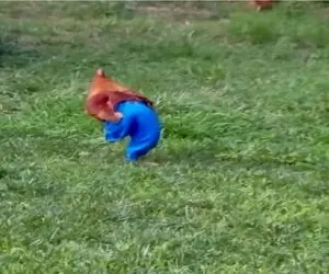 سکانس خندان؛ پای خروس شلوار کردن مرغا ازش فرارین