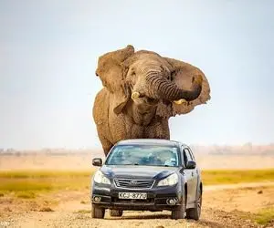 (ویدئو) مقاومت باورنکردنی مرسدس بنز زیر پای فیل غول پیکر!